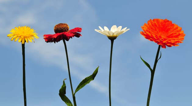 Colorful Flowers
