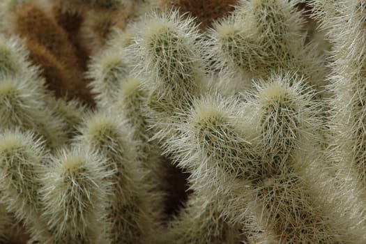 Close-up of a Cholla Cactus