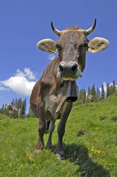 Alpine Cow II