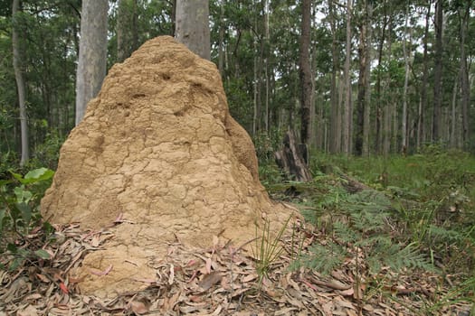 Termite mound
