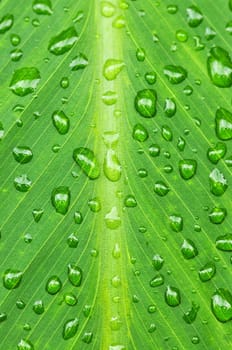 Green leaf background with raindrops