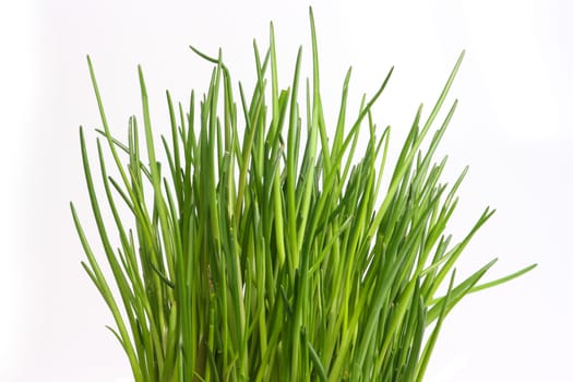Chives