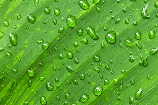 Green leaf background with raindrops