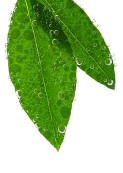 Green leaves in water