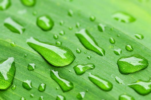 Green leaf background with raindrops