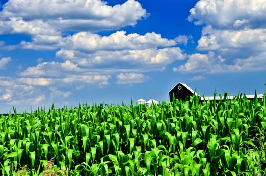 Rural landscape