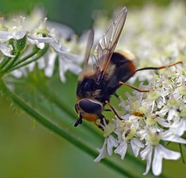 Hoverfly