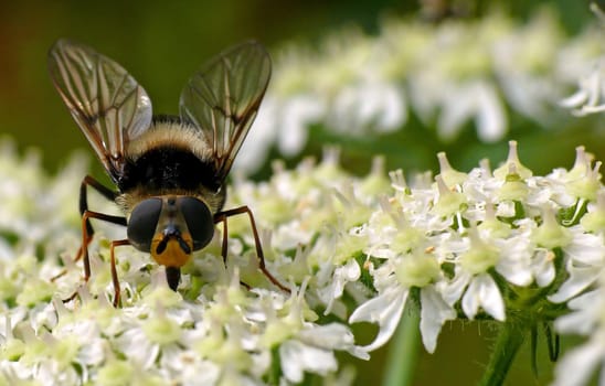 Hoverfly frontal