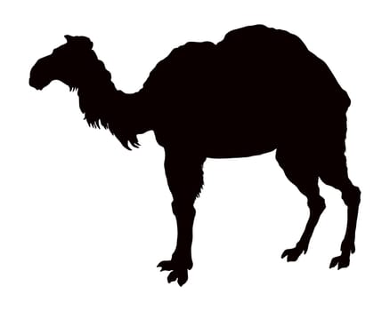 The black silhouette of a camel