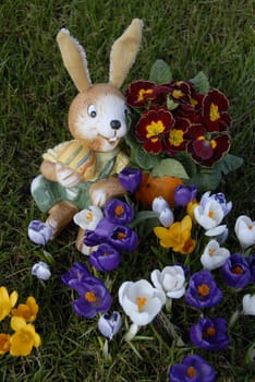 Easter bunny in crocus bed