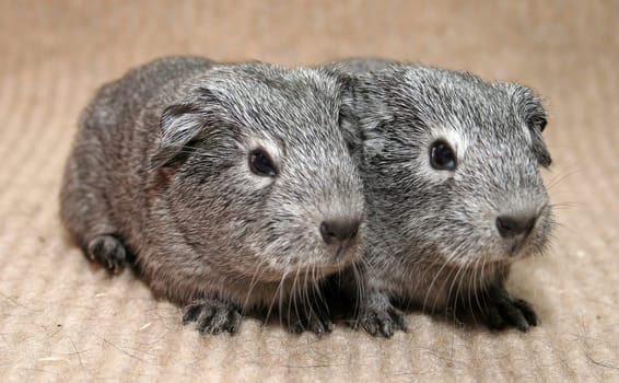 Hanni and Nanni