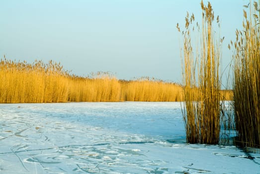 Reeds and ice cover