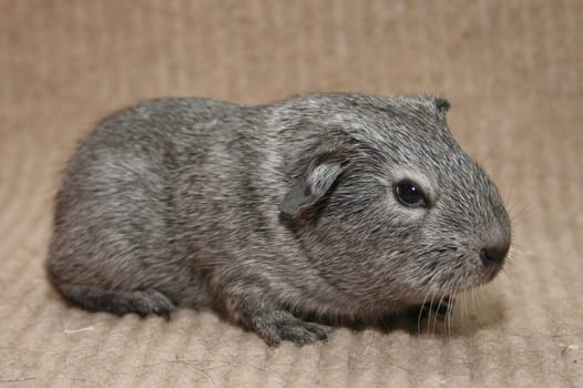 Guinea pig Nanni