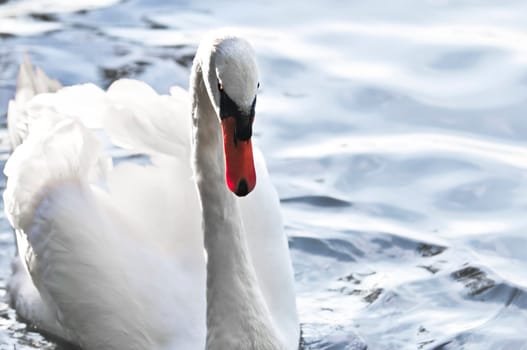 White swan