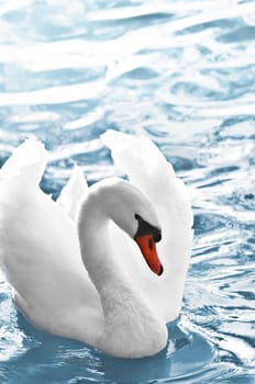 White swan