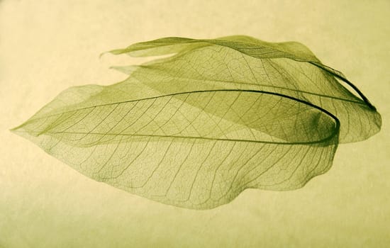 skeletonized leaves and their shadows