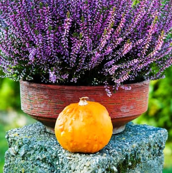 Lavender in shell