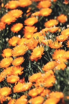 Orange Daisys