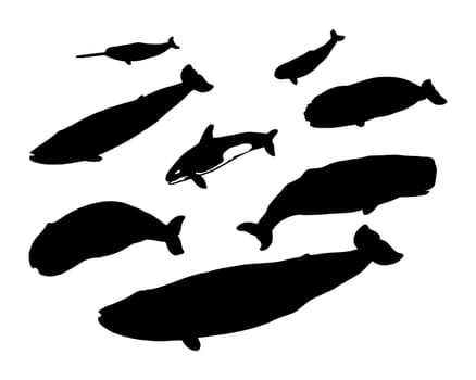 Various whales