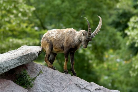 Alpine ibex (Capra ibex)