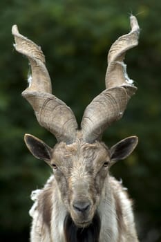 Markhor screw goat (Capra falconeri)
