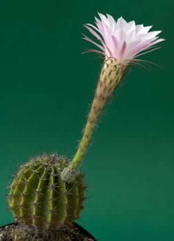 white-pink flower of a cactus