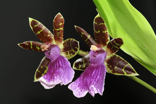 Orchid