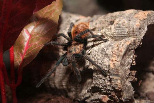 Chromatopelma cyaneopubescens