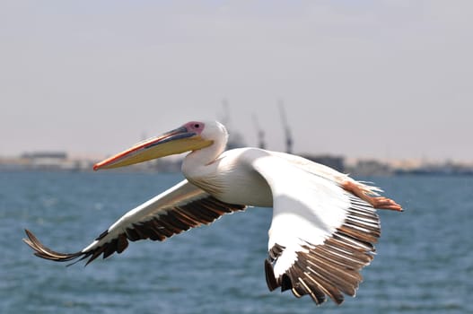 Flying Pelican