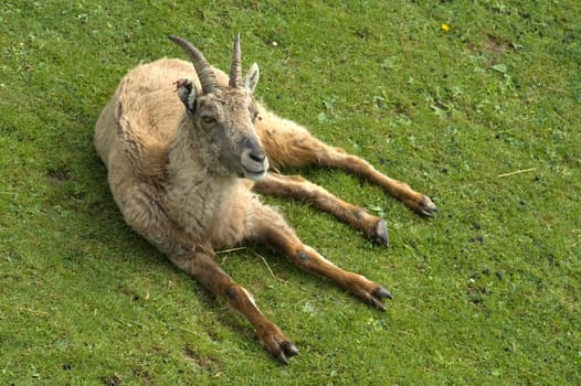female Alpine ibex (Capra ibex)