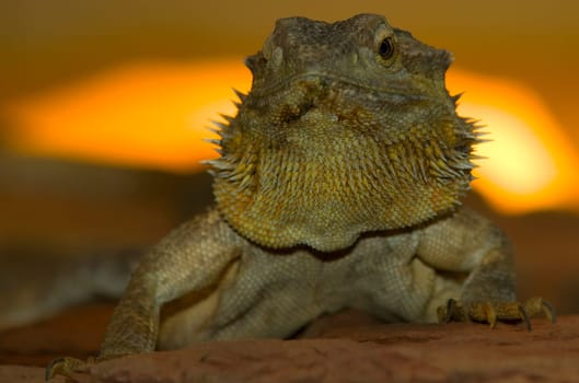 Portrait Bartagam (Pogona barbata)