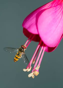 rat-tailed maggot and syrphid fly