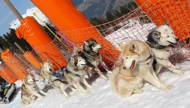 Sled dogs in front of sled