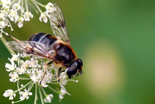 Medium wedge-spotted hoverfly