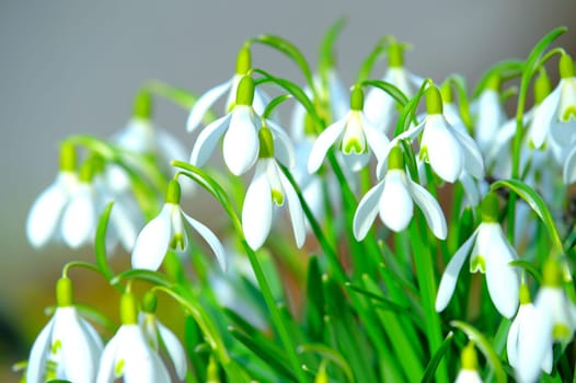 Spring bloomers