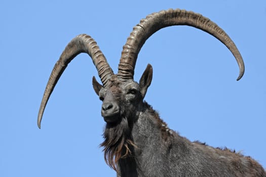 Siberian Capricorn