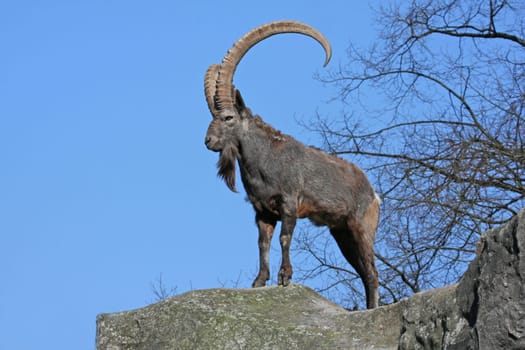 Siberian Capricorn
