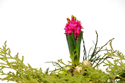 Spring Hyacinths Easter