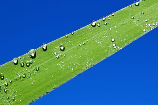 Dew,Water Drops,Blade of Grass