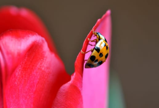 On the tulip leaf...