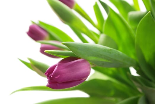 Pink Tulips