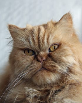 Persian Cat
