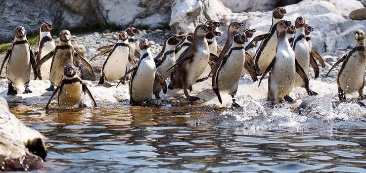 Group of penguins