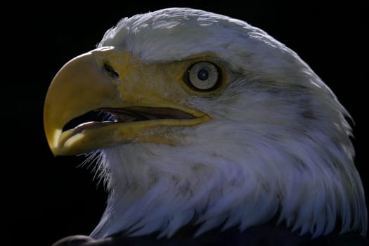 American Eagle