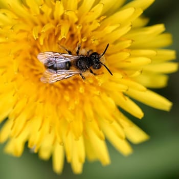 Just a diligent bee