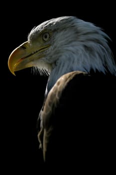 American Eagle