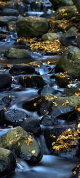 Water and leaves