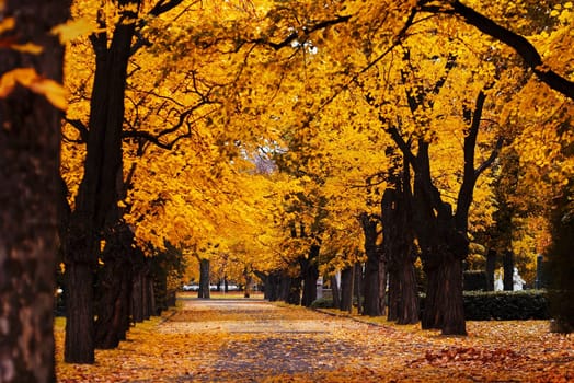 Autumn alley