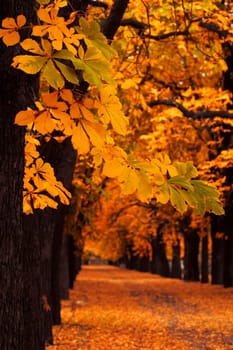 Autumn alley