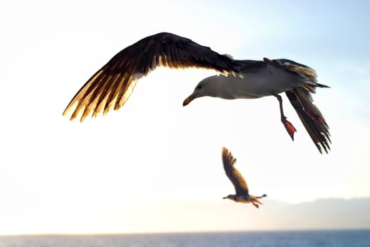 Seagulls in flight